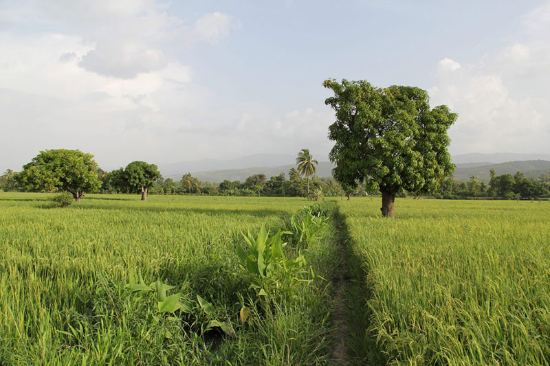 Deschapelles, Haiti fields